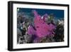 A Bright Pink-Purple Paddle-Flap Scorpionfish on Volcanic Sand, Bali-null-Framed Photographic Print