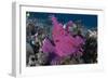 A Bright Pink-Purple Paddle-Flap Scorpionfish on Volcanic Sand, Bali-null-Framed Photographic Print