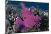 A Bright Pink-Purple Paddle-Flap Scorpionfish on Volcanic Sand, Bali-null-Mounted Photographic Print