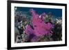 A Bright Pink-Purple Paddle-Flap Scorpionfish on Volcanic Sand, Bali-null-Framed Photographic Print