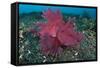 A Bright Pink-Purple Paddle-Flap Scorpionfish on Volcanic Sand, Bali-null-Framed Stretched Canvas