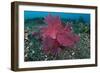 A Bright Pink-Purple Paddle-Flap Scorpionfish on Volcanic Sand, Bali-null-Framed Photographic Print