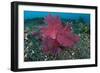 A Bright Pink-Purple Paddle-Flap Scorpionfish on Volcanic Sand, Bali-null-Framed Photographic Print