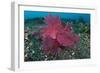 A Bright Pink-Purple Paddle-Flap Scorpionfish on Volcanic Sand, Bali-null-Framed Photographic Print