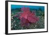 A Bright Pink-Purple Paddle-Flap Scorpionfish on Volcanic Sand, Bali-null-Framed Photographic Print