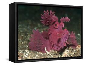 A Bright Pink-Purple Paddle-Flap Scorpionfish on Volcanic Sand, Bali-null-Framed Stretched Canvas