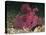 A Bright Pink-Purple Paddle-Flap Scorpionfish on Volcanic Sand, Bali-null-Stretched Canvas