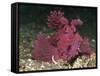 A Bright Pink-Purple Paddle-Flap Scorpionfish on Volcanic Sand, Bali-null-Framed Stretched Canvas