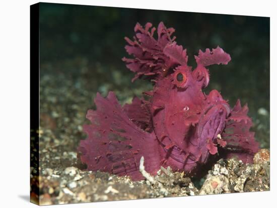 A Bright Pink-Purple Paddle-Flap Scorpionfish on Volcanic Sand, Bali-null-Stretched Canvas