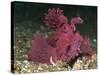 A Bright Pink-Purple Paddle-Flap Scorpionfish on Volcanic Sand, Bali-null-Stretched Canvas