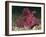 A Bright Pink-Purple Paddle-Flap Scorpionfish on Volcanic Sand, Bali-null-Framed Photographic Print