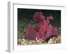 A Bright Pink-Purple Paddle-Flap Scorpionfish on Volcanic Sand, Bali-null-Framed Photographic Print