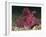 A Bright Pink-Purple Paddle-Flap Scorpionfish on Volcanic Sand, Bali-null-Framed Photographic Print