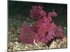 A Bright Pink-Purple Paddle-Flap Scorpionfish on Volcanic Sand, Bali-null-Mounted Photographic Print