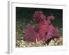 A Bright Pink-Purple Paddle-Flap Scorpionfish on Volcanic Sand, Bali-null-Framed Photographic Print