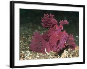 A Bright Pink-Purple Paddle-Flap Scorpionfish on Volcanic Sand, Bali-null-Framed Photographic Print