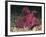 A Bright Pink-Purple Paddle-Flap Scorpionfish on Volcanic Sand, Bali-null-Framed Photographic Print