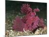 A Bright Pink-Purple Paddle-Flap Scorpionfish on Volcanic Sand, Bali-null-Mounted Photographic Print