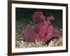 A Bright Pink-Purple Paddle-Flap Scorpionfish on Volcanic Sand, Bali-null-Framed Photographic Print