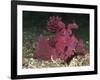 A Bright Pink-Purple Paddle-Flap Scorpionfish on Volcanic Sand, Bali-null-Framed Photographic Print