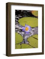 A Bright Purple Water Lily on the Waters of Lake Barrine, Atherton Tablelands, Queensland-Paul Dymond-Framed Photographic Print