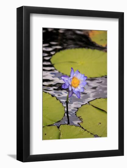 A Bright Purple Water Lily on the Waters of Lake Barrine, Atherton Tablelands, Queensland-Paul Dymond-Framed Photographic Print