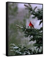 A Bright Red Cardinal-null-Framed Stretched Canvas