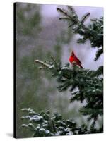 A Bright Red Cardinal-null-Stretched Canvas