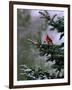 A Bright Red Cardinal-null-Framed Premium Photographic Print