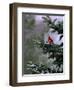 A Bright Red Cardinal-null-Framed Premium Photographic Print