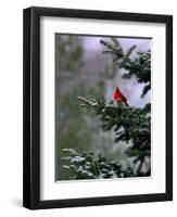 A Bright Red Cardinal-null-Framed Premium Photographic Print