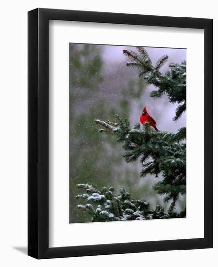 A Bright Red Cardinal-null-Framed Premium Photographic Print