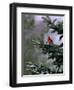 A Bright Red Cardinal-null-Framed Premium Photographic Print