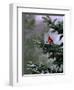 A Bright Red Cardinal-null-Framed Premium Photographic Print