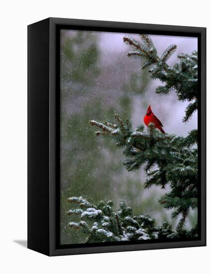 A Bright Red Cardinal-null-Framed Stretched Canvas