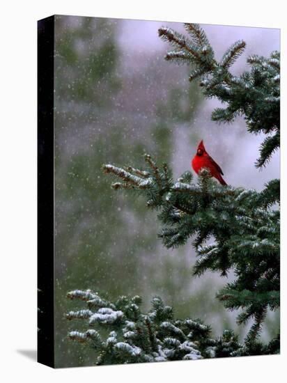 A Bright Red Cardinal-null-Stretched Canvas