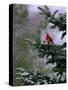 A Bright Red Cardinal-null-Stretched Canvas