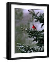 A Bright Red Cardinal-null-Framed Photographic Print