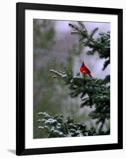 A Bright Red Cardinal-null-Framed Photographic Print