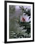 A Bright Red Cardinal-null-Framed Photographic Print