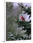 A Bright Red Cardinal-null-Framed Photographic Print