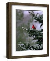 A Bright Red Cardinal-null-Framed Photographic Print