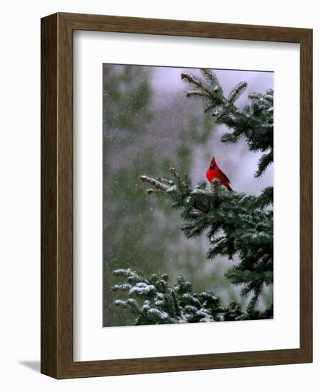 A Bright Red Cardinal-null-Framed Photographic Print