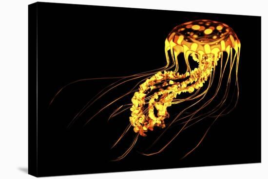 A Brightly Colored Bioluminescent Jellyfish-null-Stretched Canvas