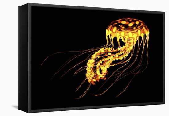 A Brightly Colored Bioluminescent Jellyfish-null-Framed Stretched Canvas