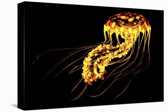 A Brightly Colored Bioluminescent Jellyfish-null-Stretched Canvas