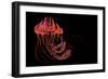 A Brightly Colored Jellyfish Illustration-Stocktrek Images-Framed Art Print