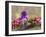 A Brilliant Peace II-Leda Robertson-Framed Art Print