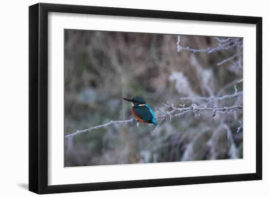 A Brilliantly Hued Kingfisher Sits on a Frost Covered Branch-Alex Saberi-Framed Photographic Print