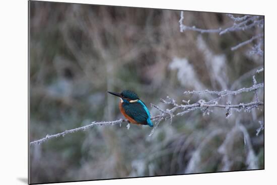 A Brilliantly Hued Kingfisher Sits on a Frost Covered Branch-Alex Saberi-Mounted Photographic Print